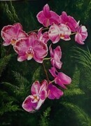 Wild Phalaenopsis
